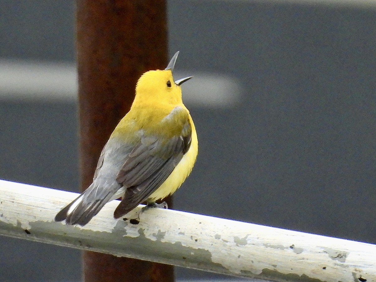 Prothonotary Warbler - Isaac Petrowitz