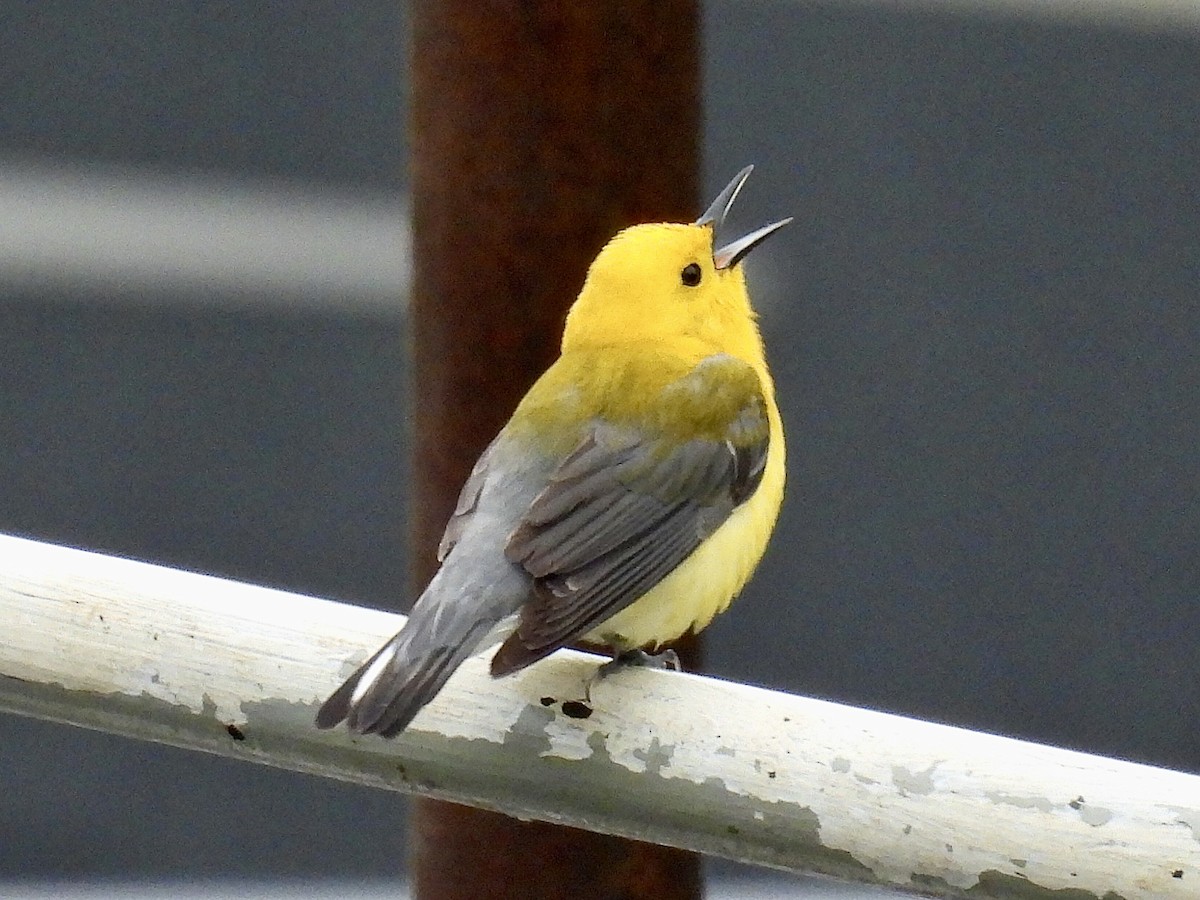 Prothonotary Warbler - Isaac Petrowitz