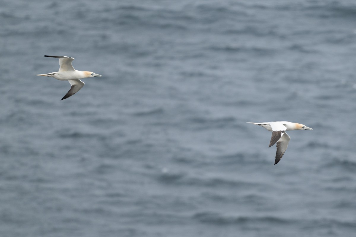 Northern Gannet - ML619625486