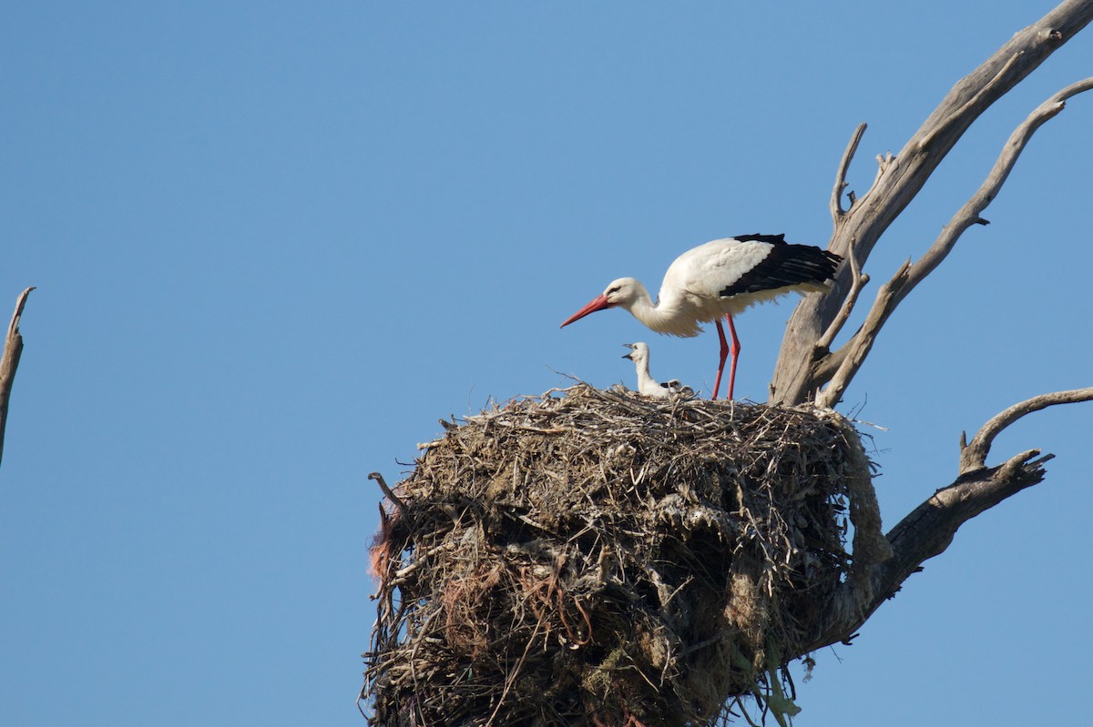 White Stork - ML619625494