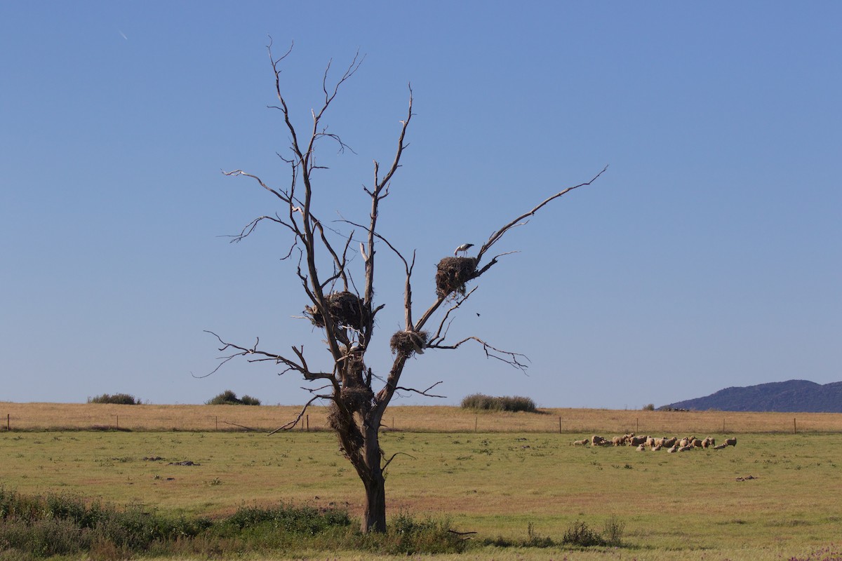 White Stork - ML619625497