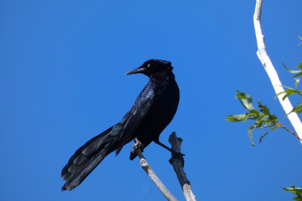 Great-tailed Grackle - Jonathan Bookman