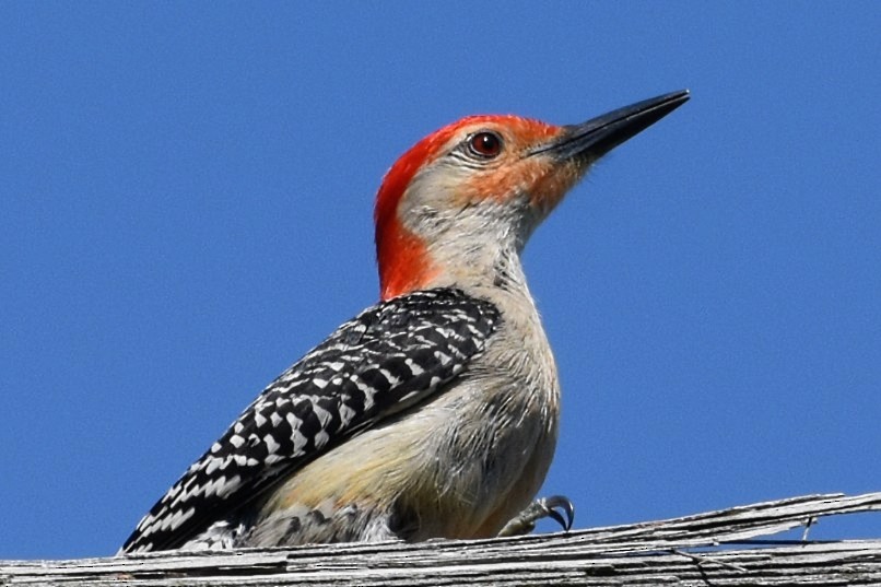 Red-bellied Woodpecker - Brenda Lindsey