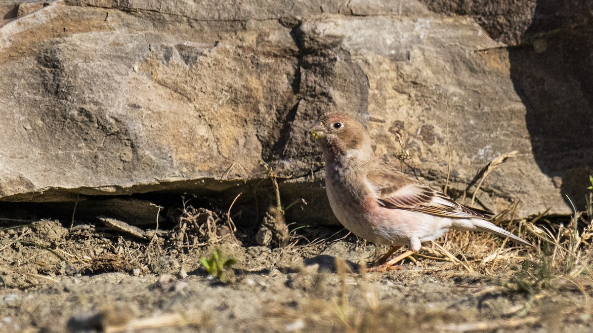 Mongolian Finch - ML619625511