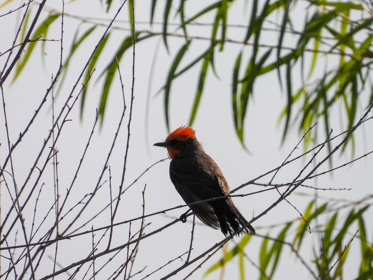 Vermilion Flycatcher - Javier Lucio