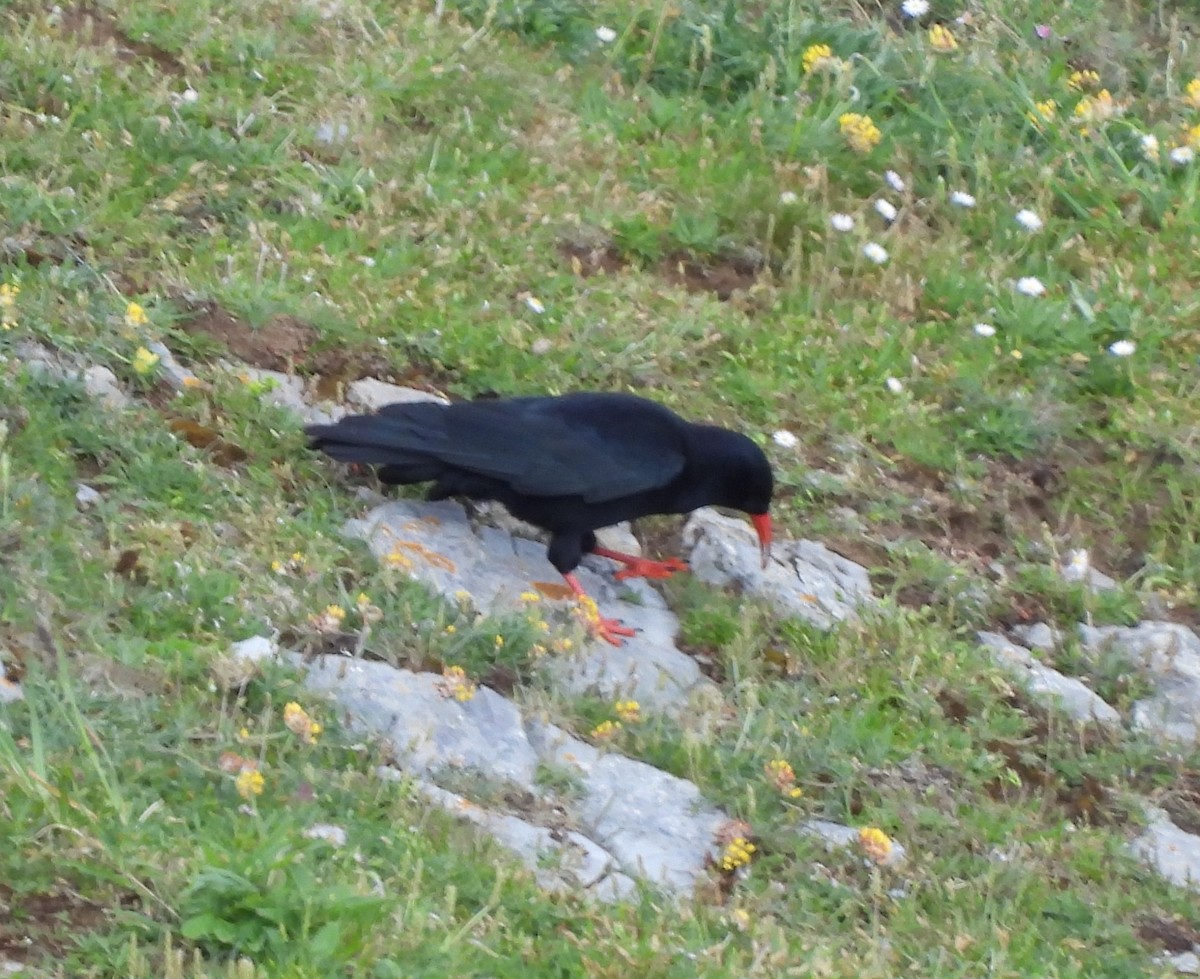 Red-billed Chough - Gerald Moore