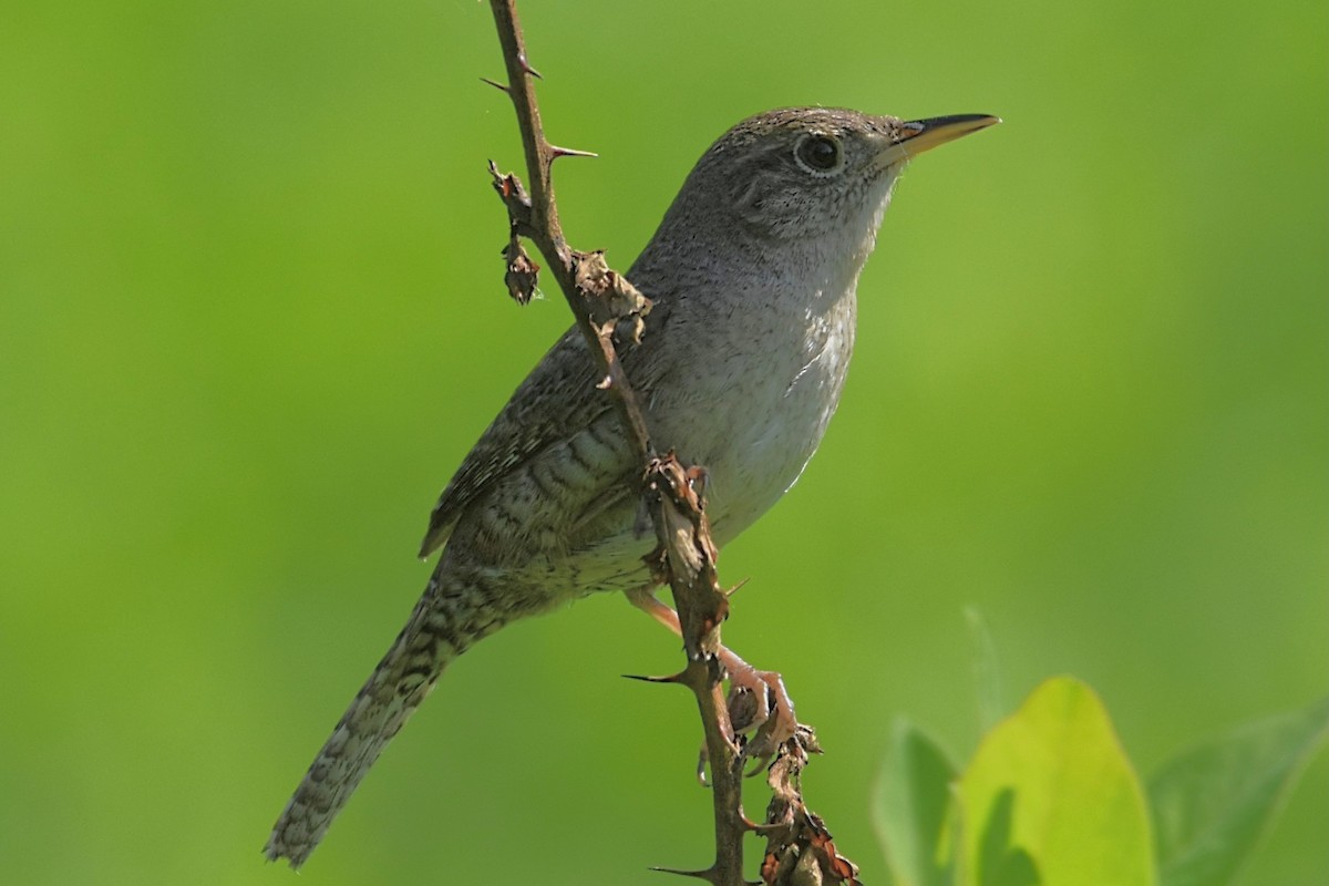 House Wren - Brenda Lindsey