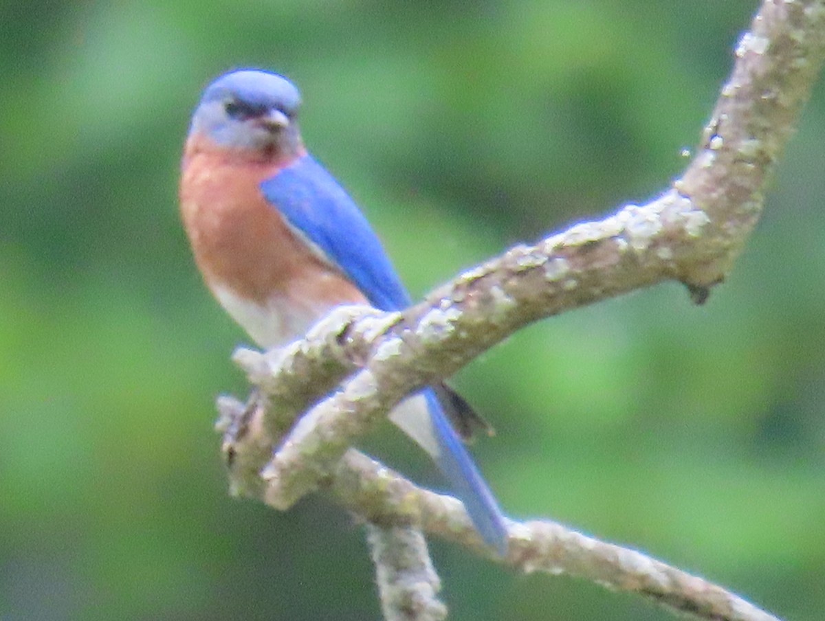 Eastern Bluebird - Brian Walker