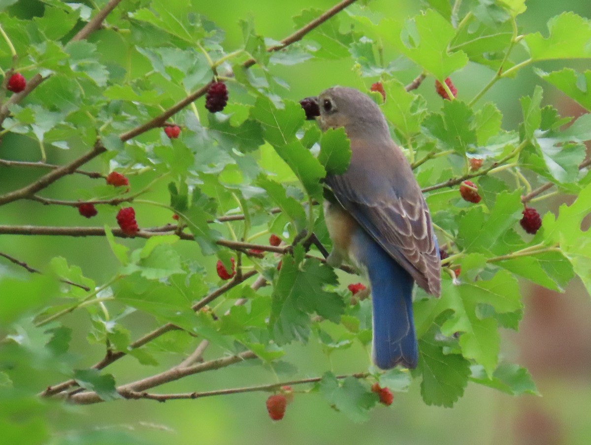 Eastern Bluebird - Brian Walker