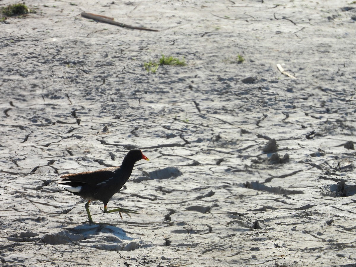 Common Gallinule - ML619625523