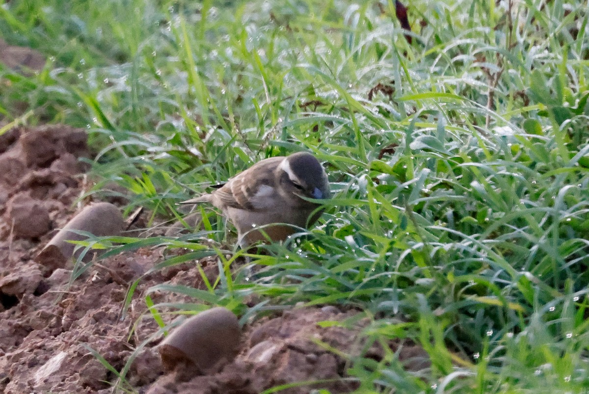 Yellow-throated Bush Sparrow - ML619625524