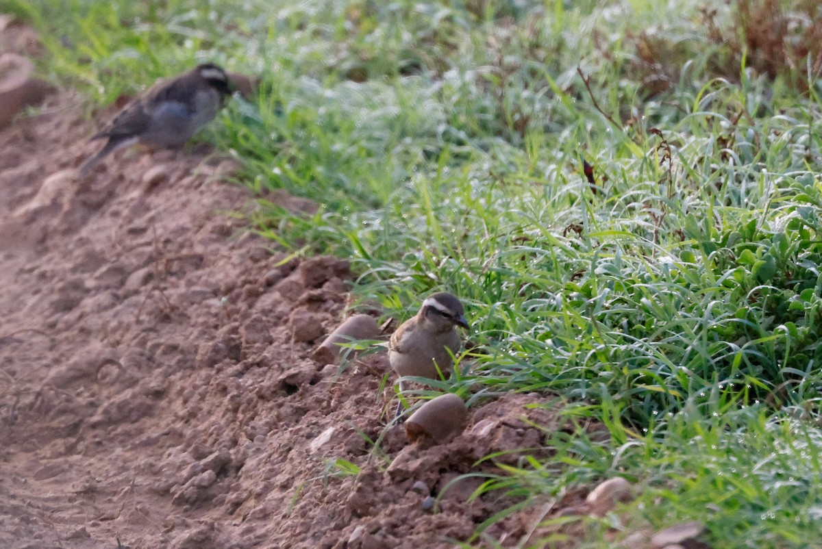 Yellow-throated Bush Sparrow - ML619625530