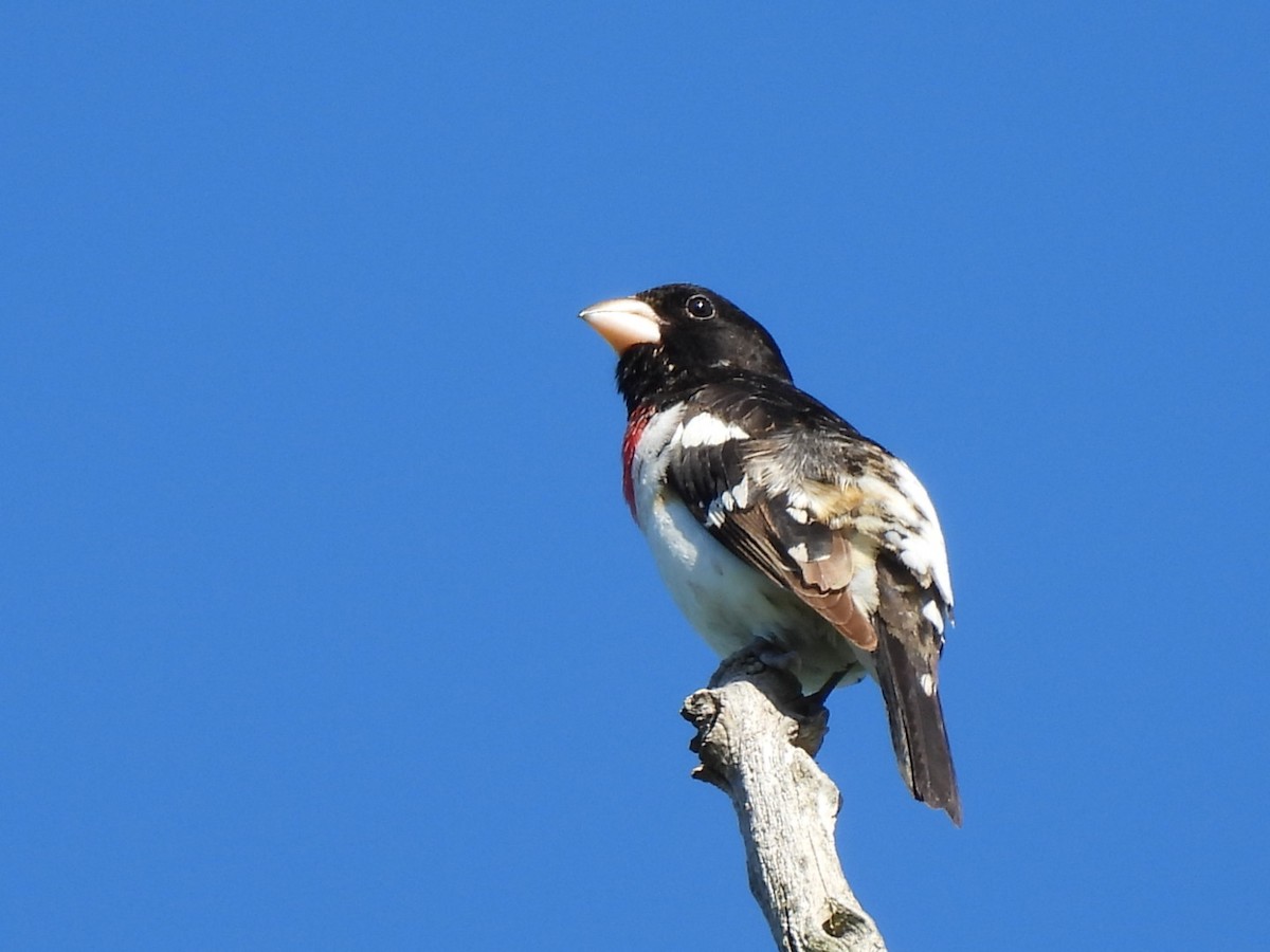 Rose-breasted Grosbeak - Annik Paquet