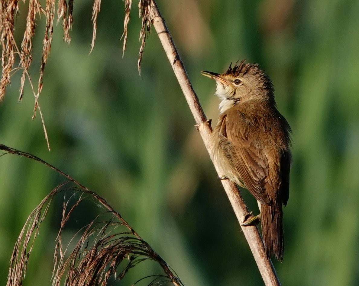 Common Reed Warbler - ML619625540