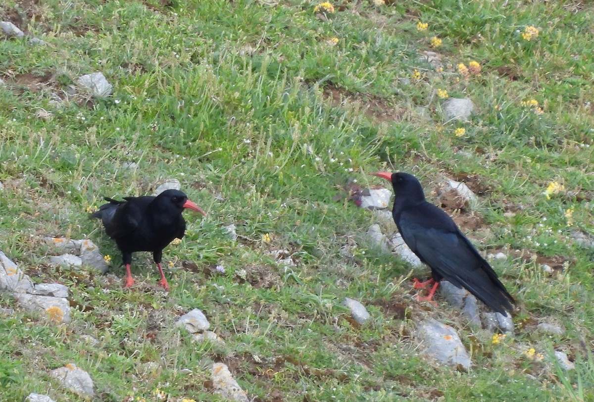 Red-billed Chough - Gerald Moore