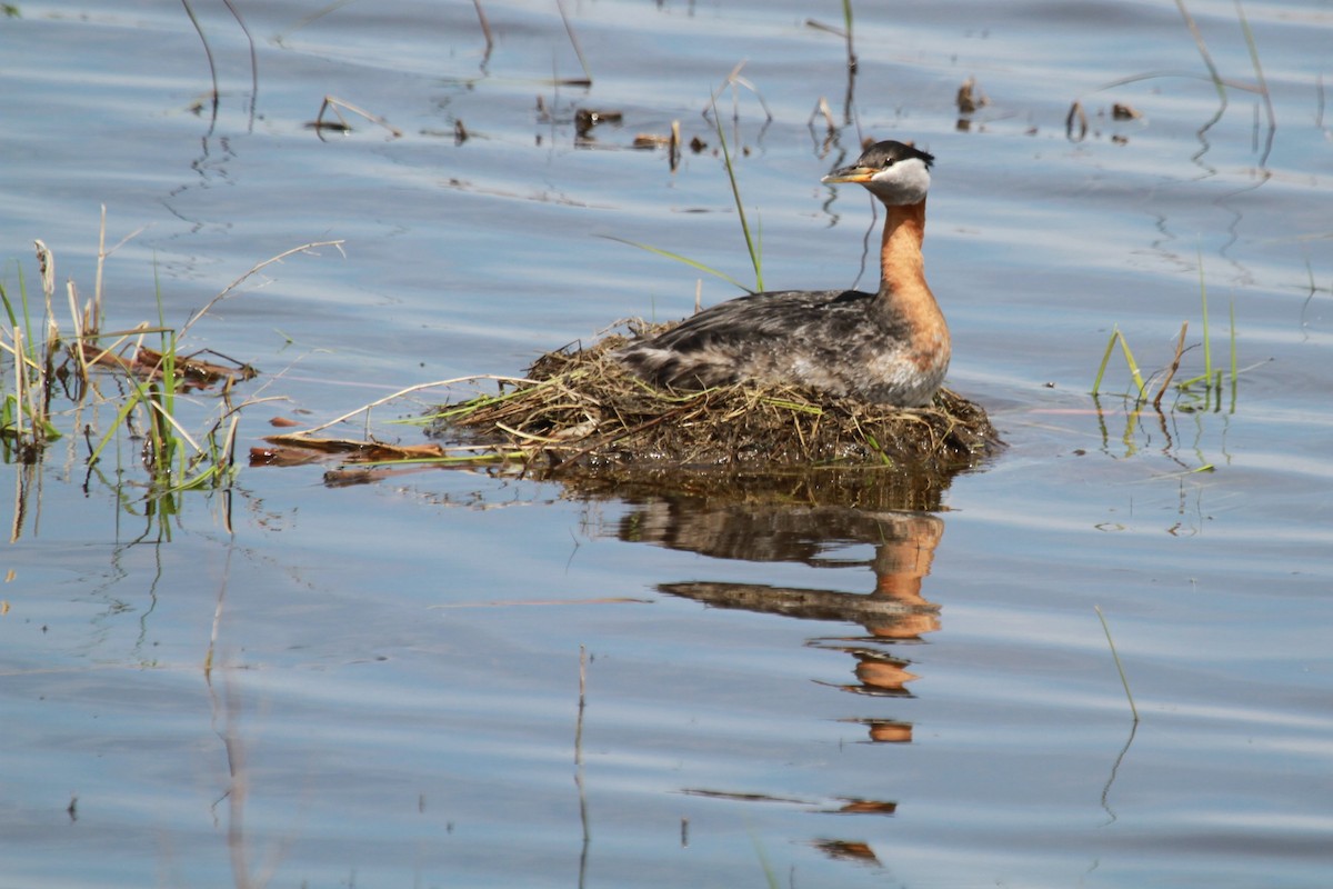 Red-necked Grebe - ML619625546