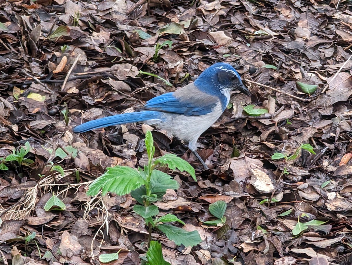 California Scrub-Jay - Karl Kunze