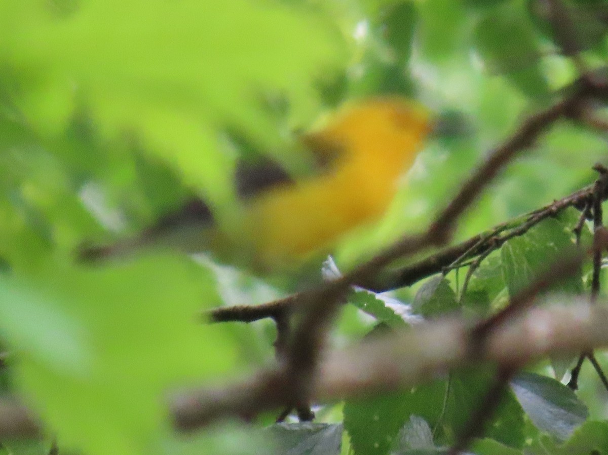 Prothonotary Warbler - Brian Walker