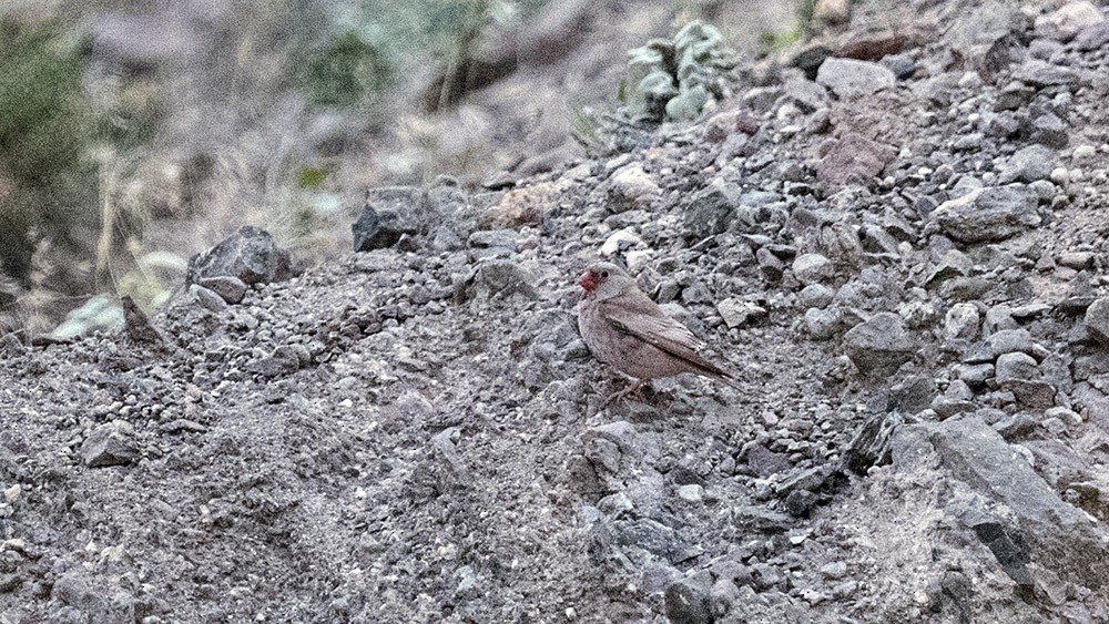 Trumpeter Finch - ML619625559