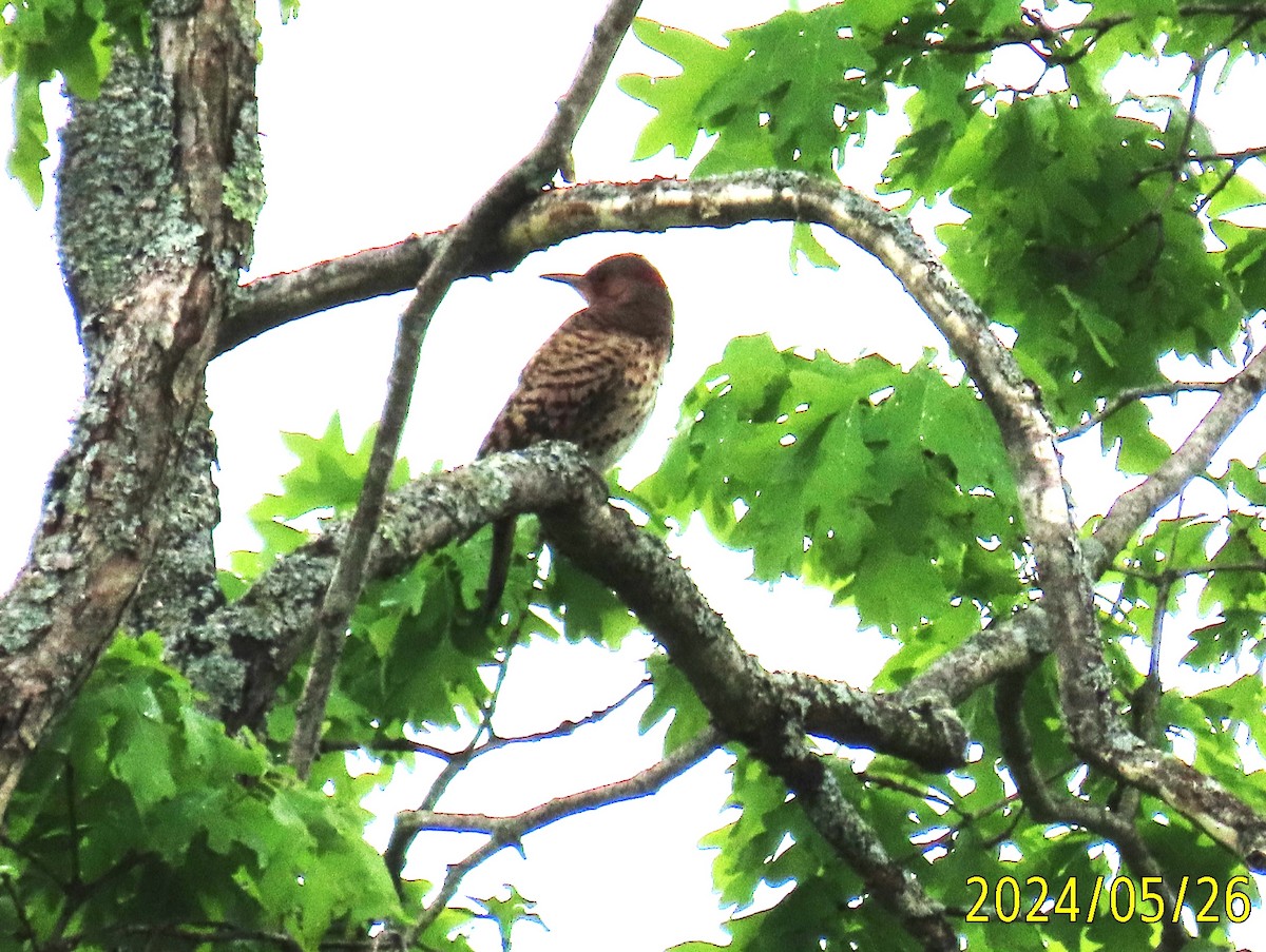 Northern Flicker - ML619625584