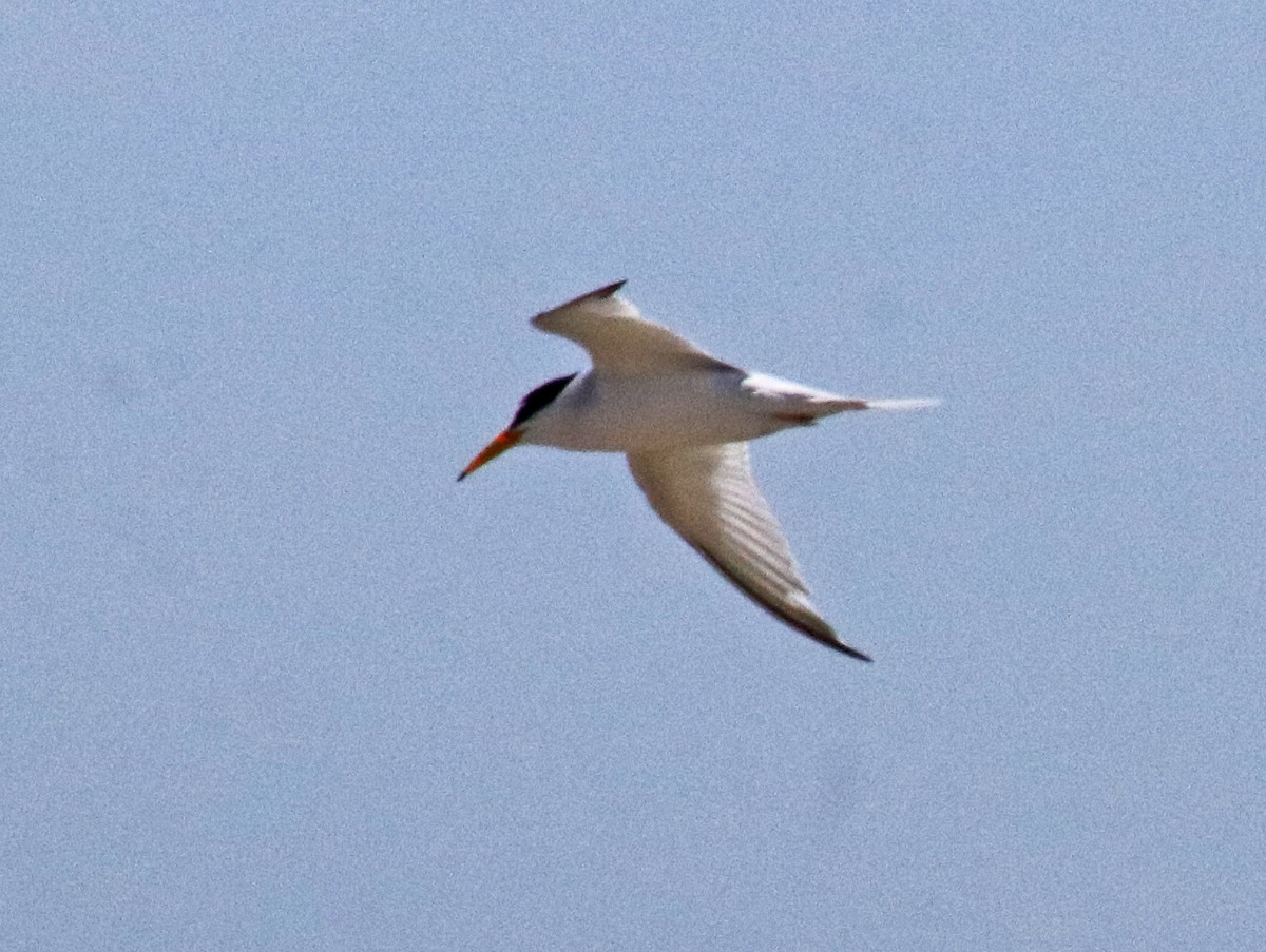 Least Tern - Tom Nolan