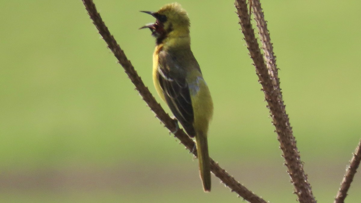 Orchard Oriole - ML619625600