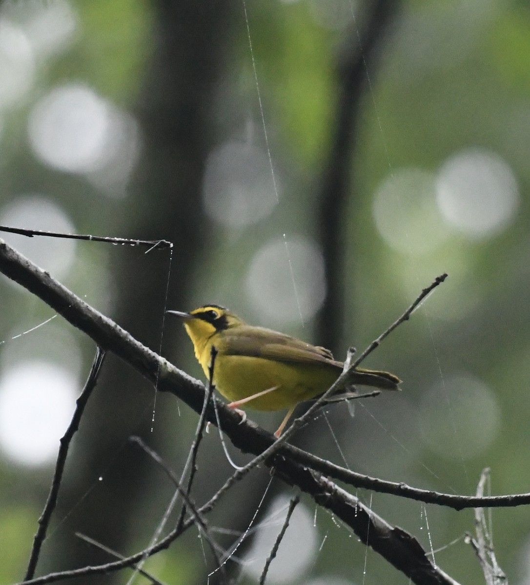 Kentucky Warbler - Jonathan Heller