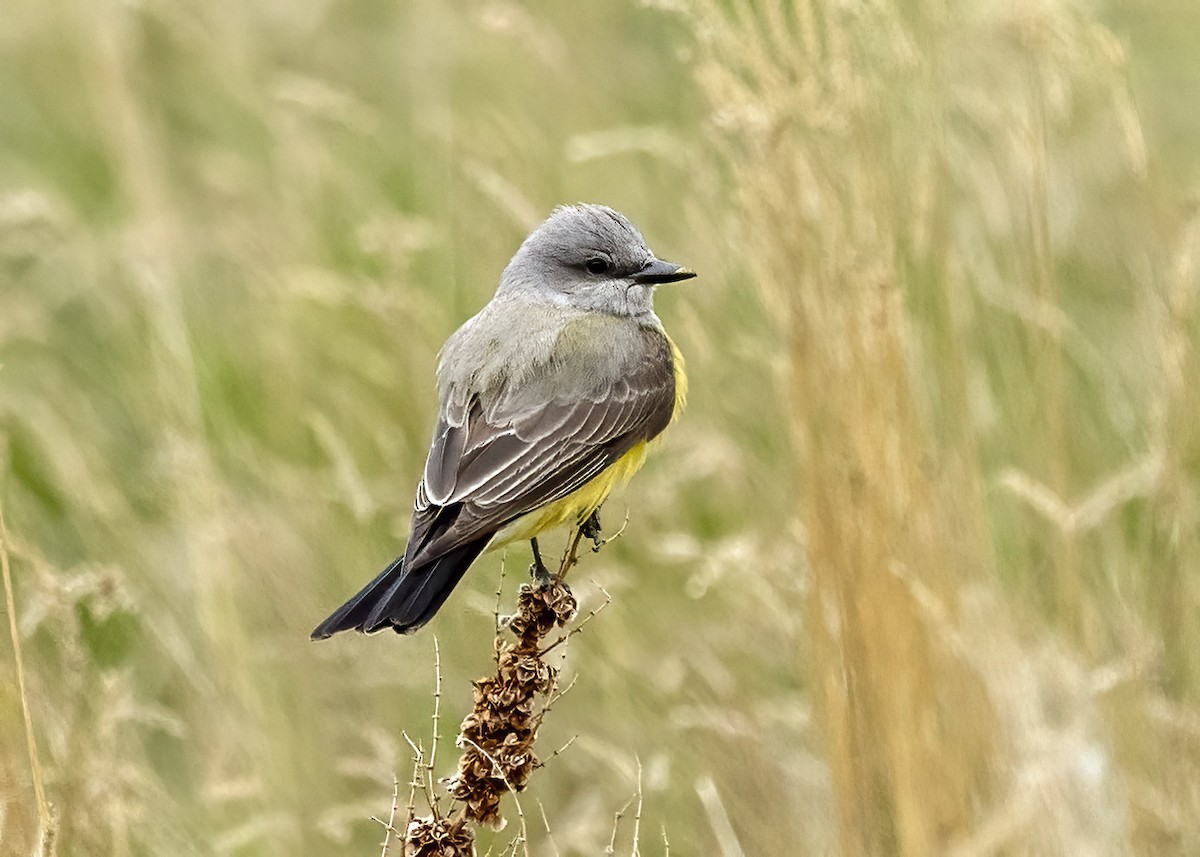 Schmalschnabel-Königstyrann - ML619625607