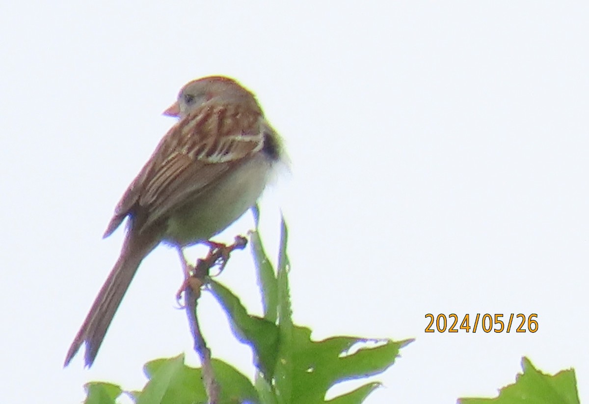 Field Sparrow - ML619625613