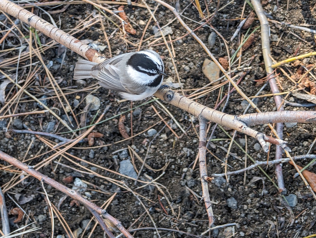 Mountain Chickadee - ML619625619