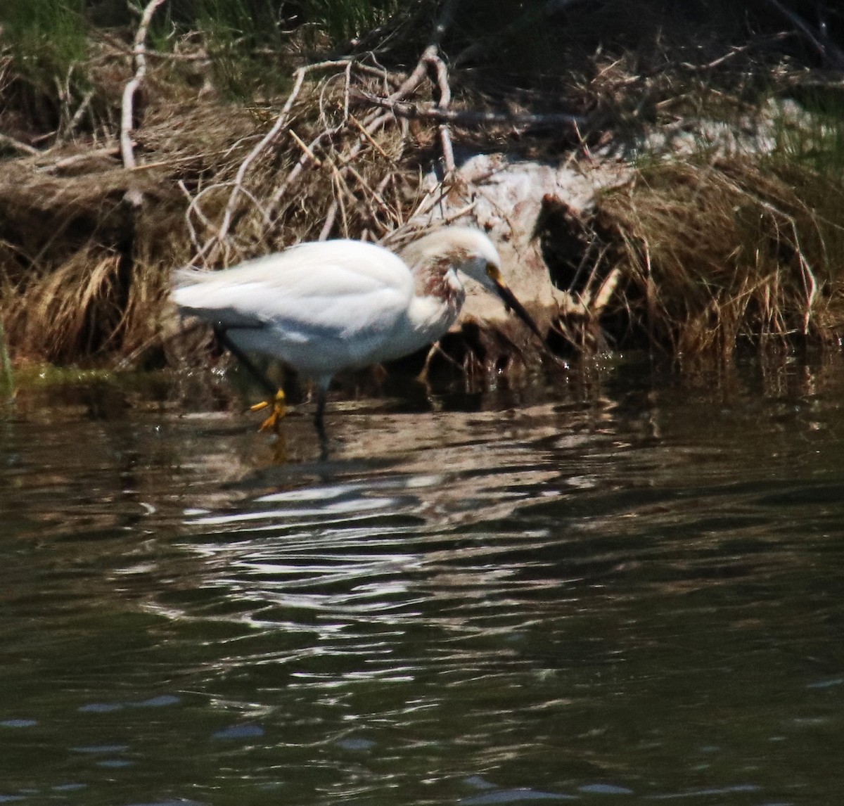 Snowy Egret - ML619625637