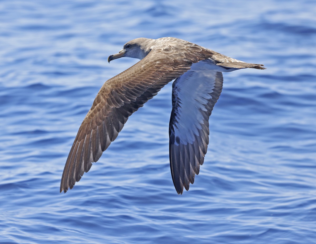 Cory's Shearwater - David McQuade