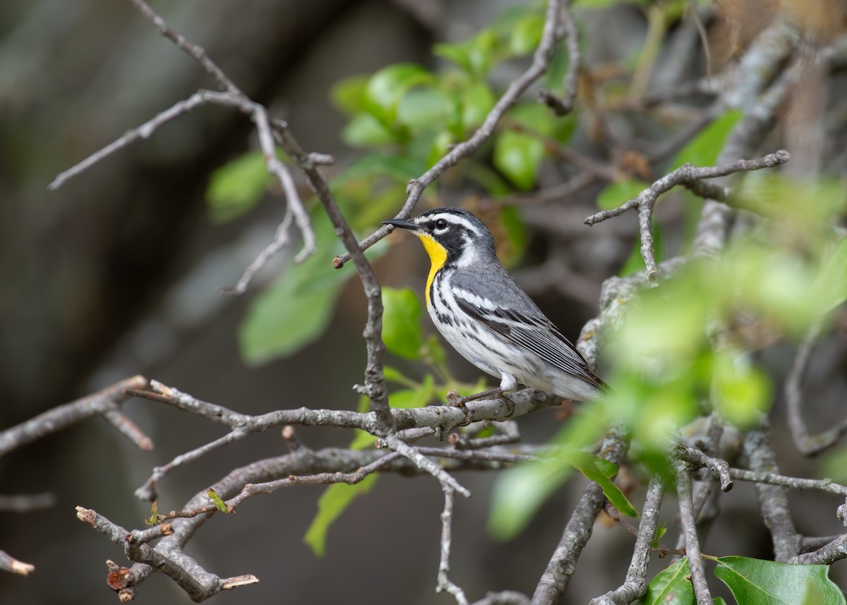 Yellow-throated Warbler - ML619625651