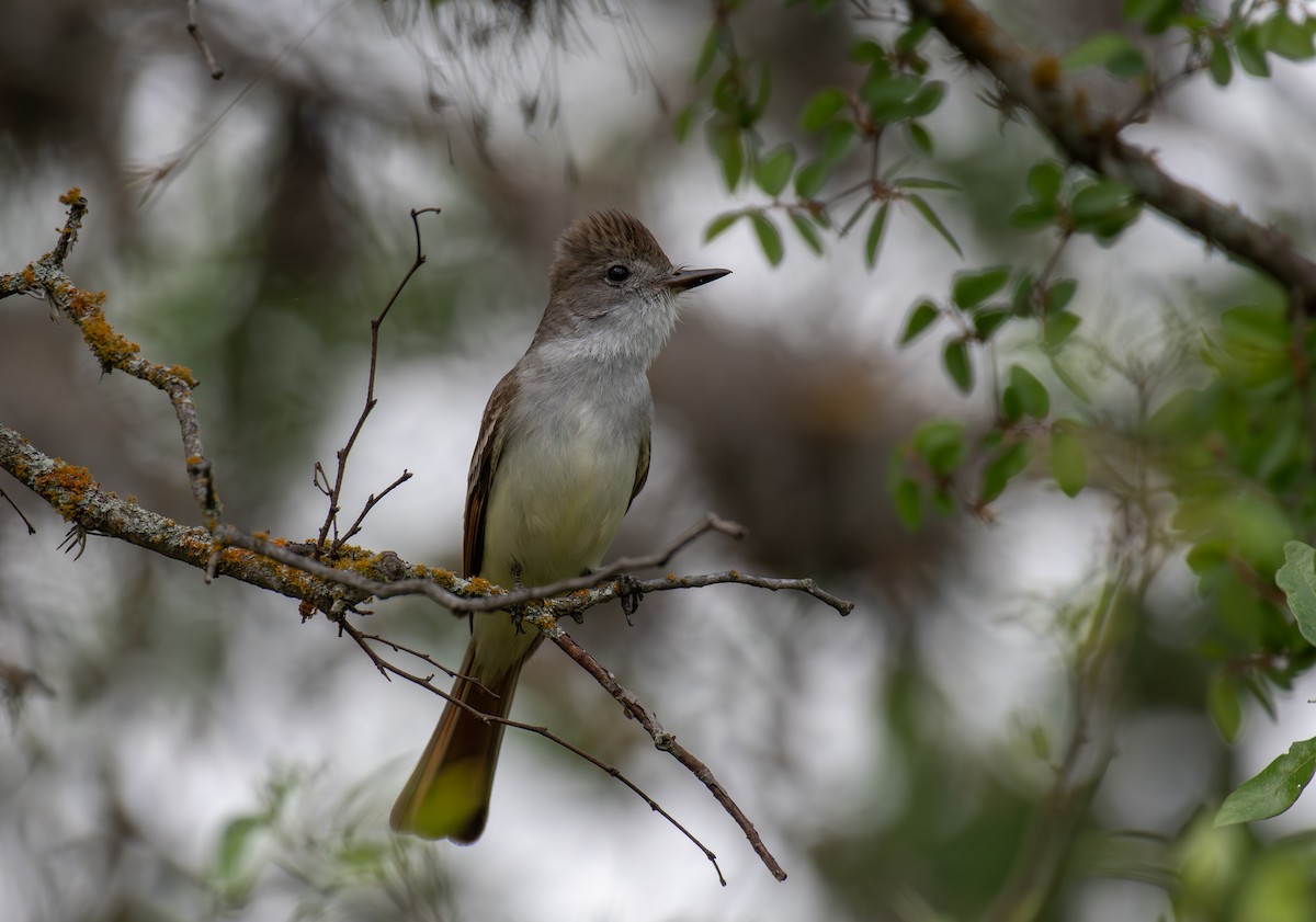 Ash-throated Flycatcher - Simon Kiacz