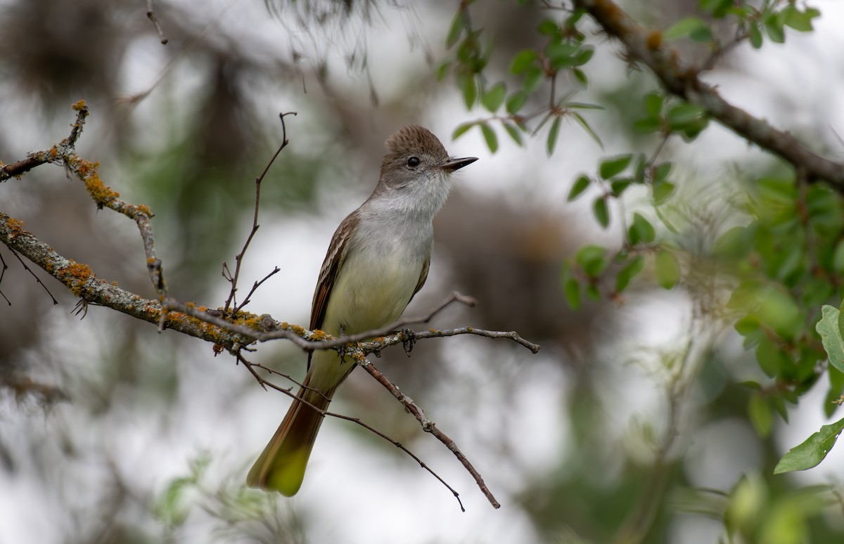 Ash-throated Flycatcher - ML619625658