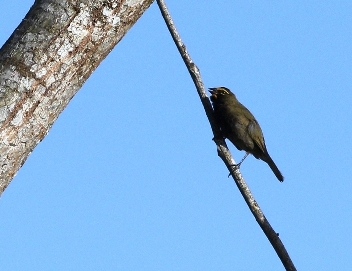 Yellow-faced Grassquit - Richard Greenhalgh