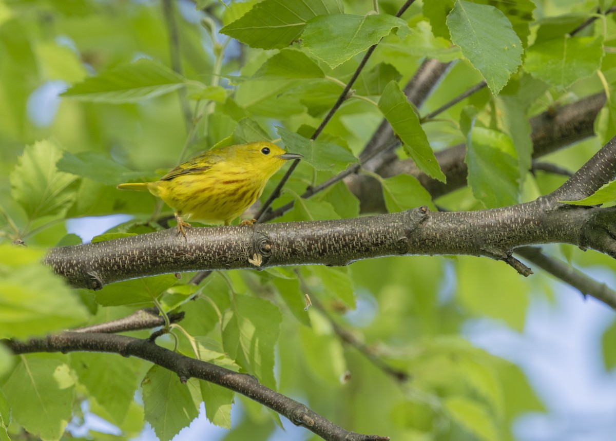 Yellow Warbler - Liz Pettit