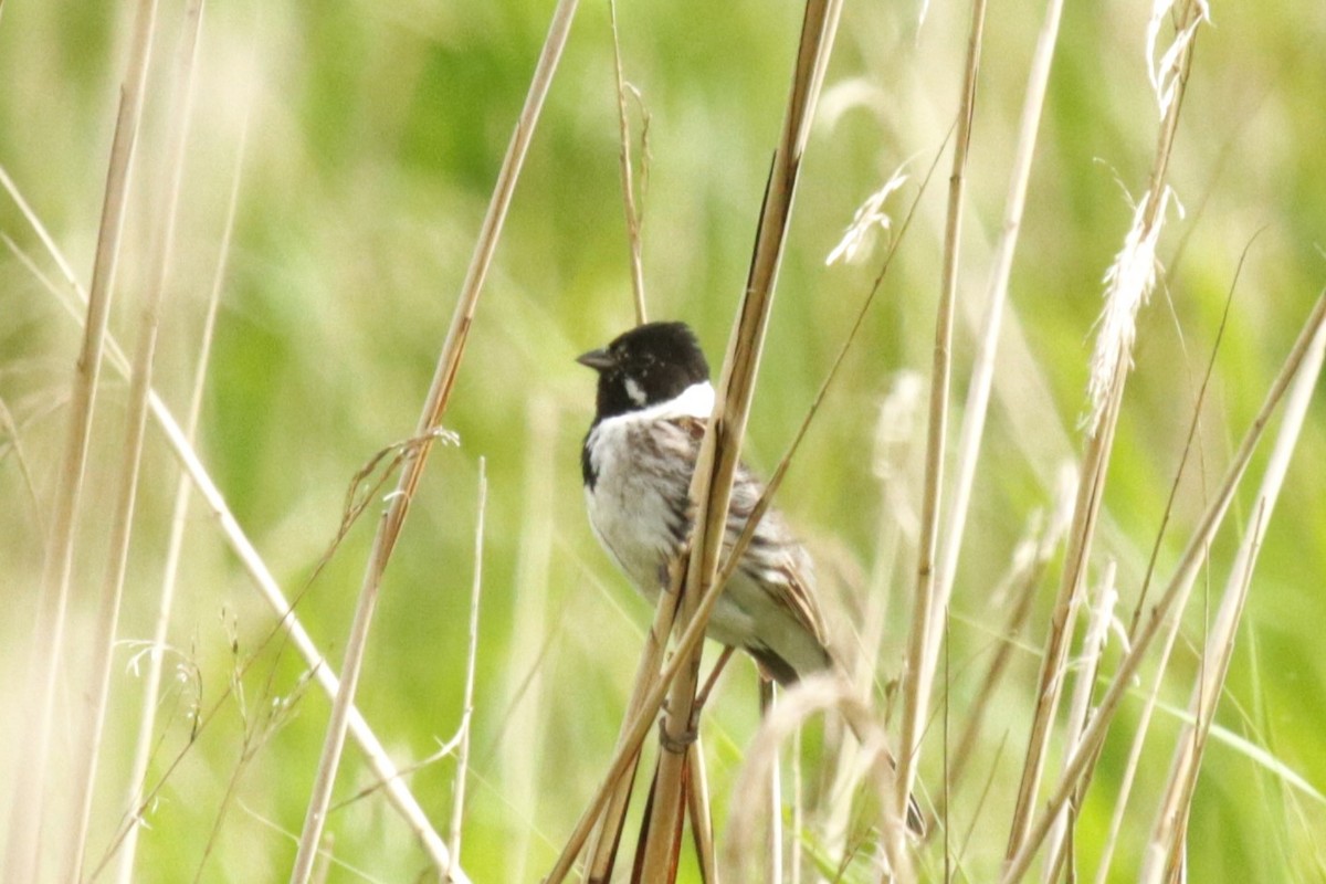 Reed Bunting - Jan Roedolf