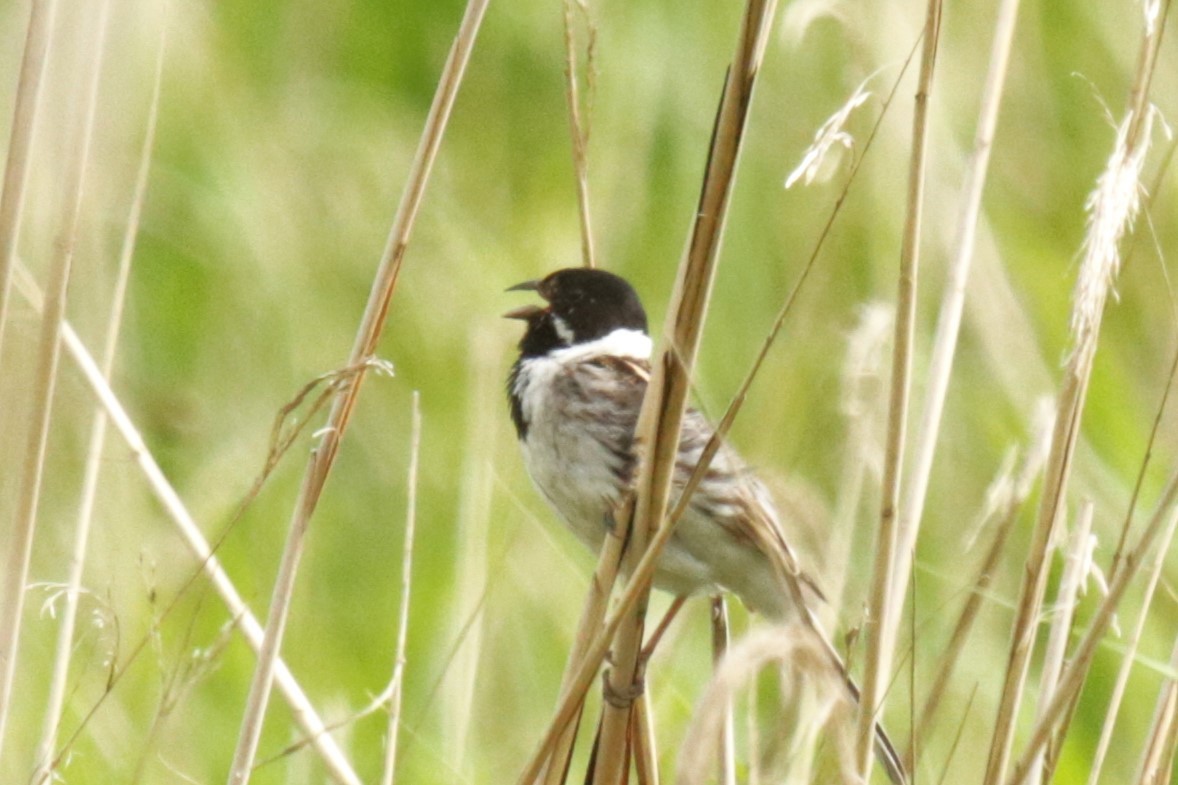 Reed Bunting - Jan Roedolf