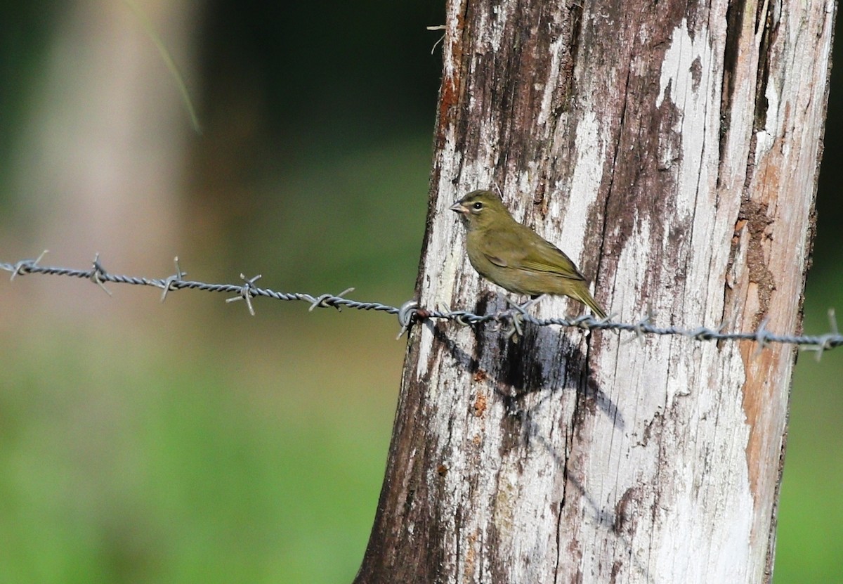 Yellow-faced Grassquit - Richard Greenhalgh