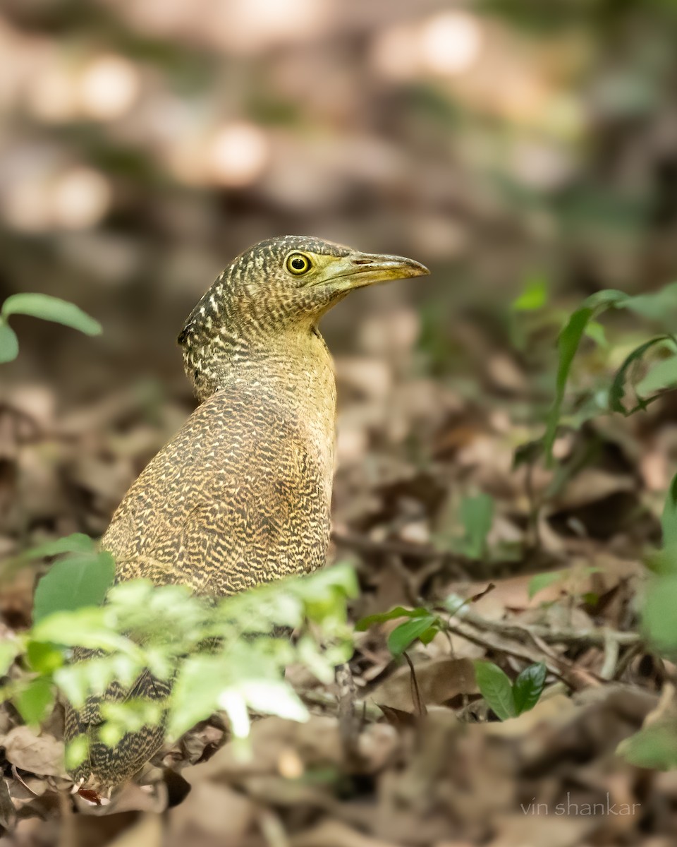 Malayan Night Heron - ML619625684