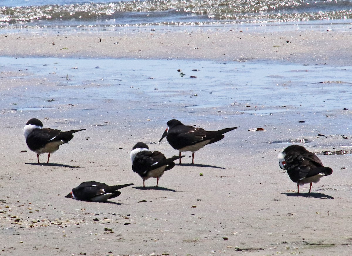 Black Skimmer - Tom Nolan