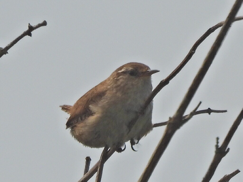 Eurasian Wren - Gerald Moore