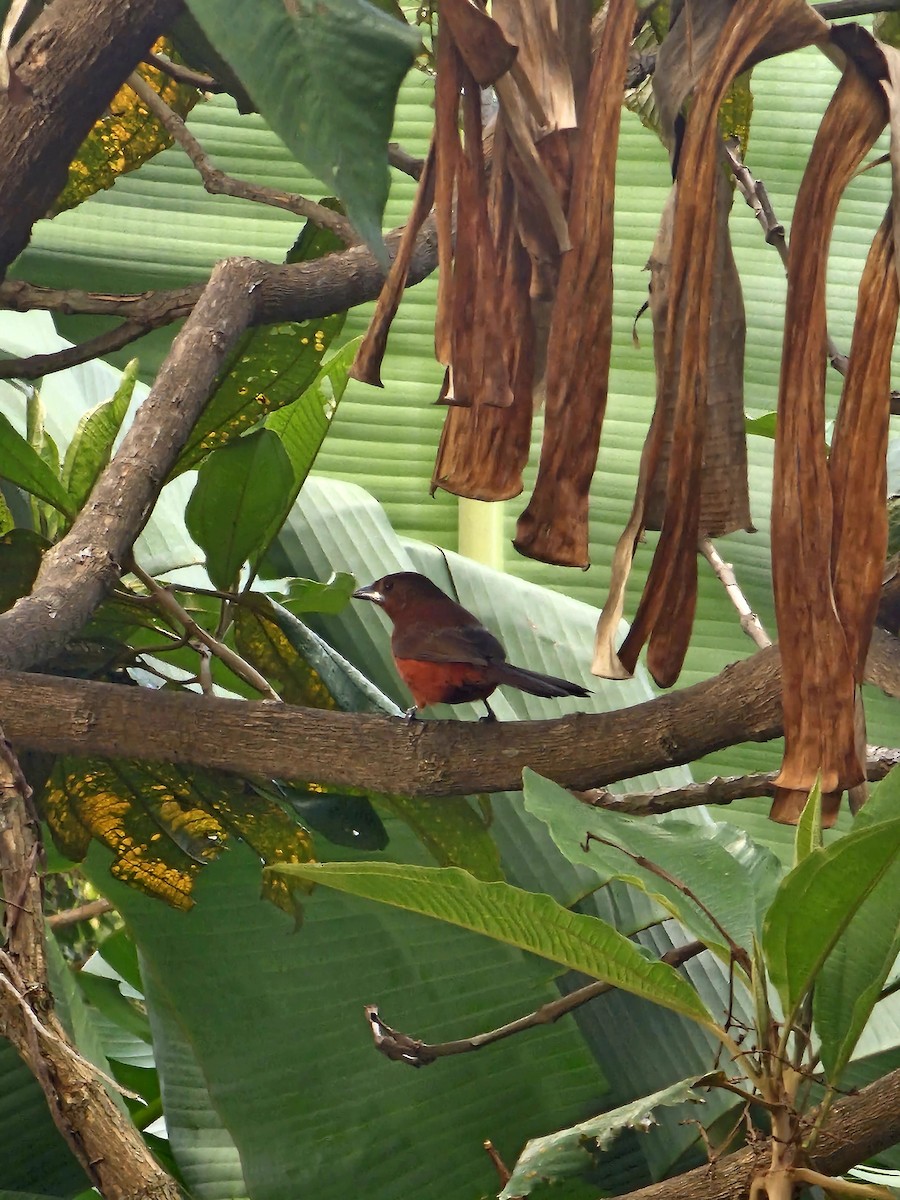 Silver-beaked Tanager - Kevin Cuevas Duran