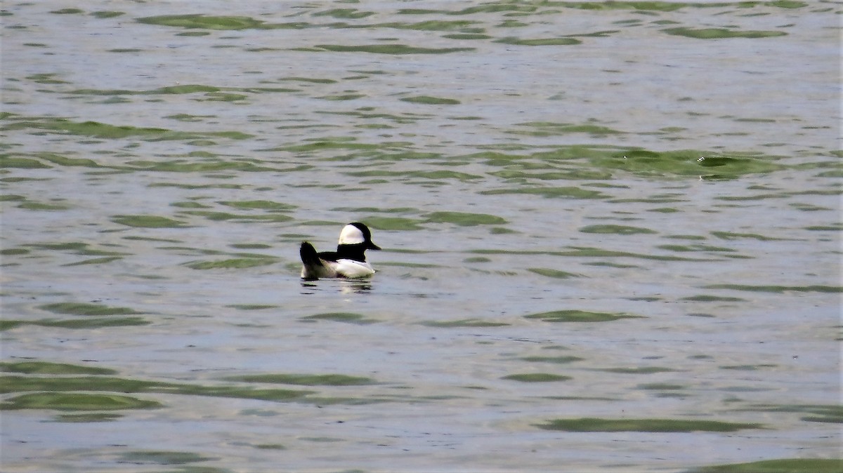 Bufflehead - ML619625689