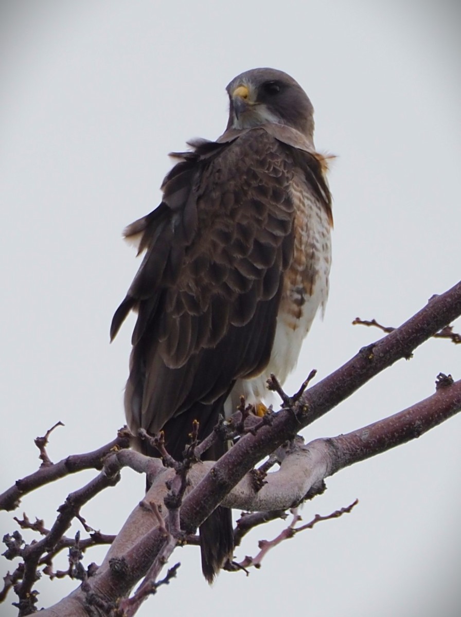 Swainson's Hawk - ML619625692