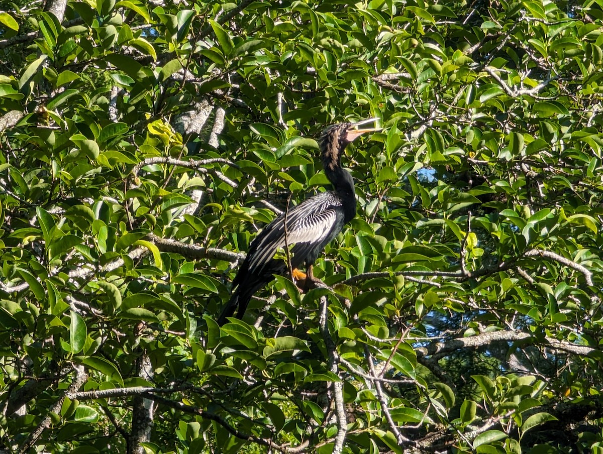 Amerika-Schlangenhalsvogel - ML619625693