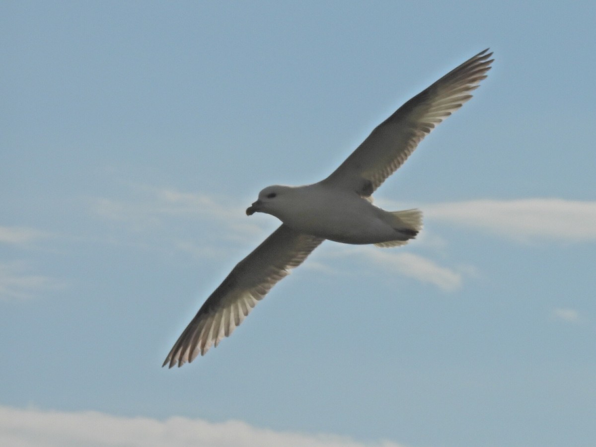 Northern Fulmar - Gerald Moore