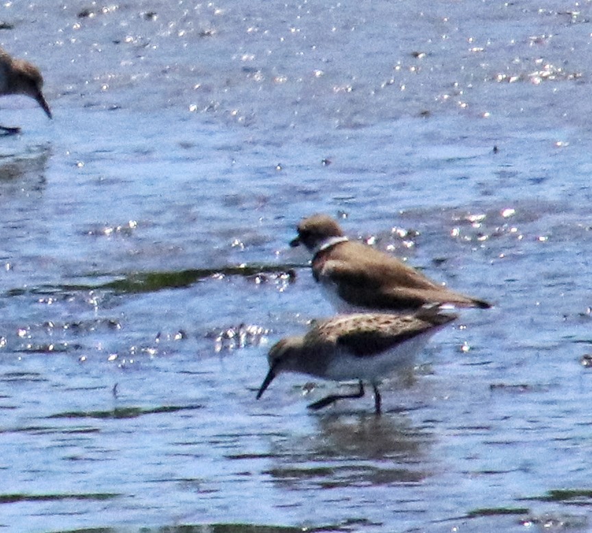 Sanderling - Tom Nolan