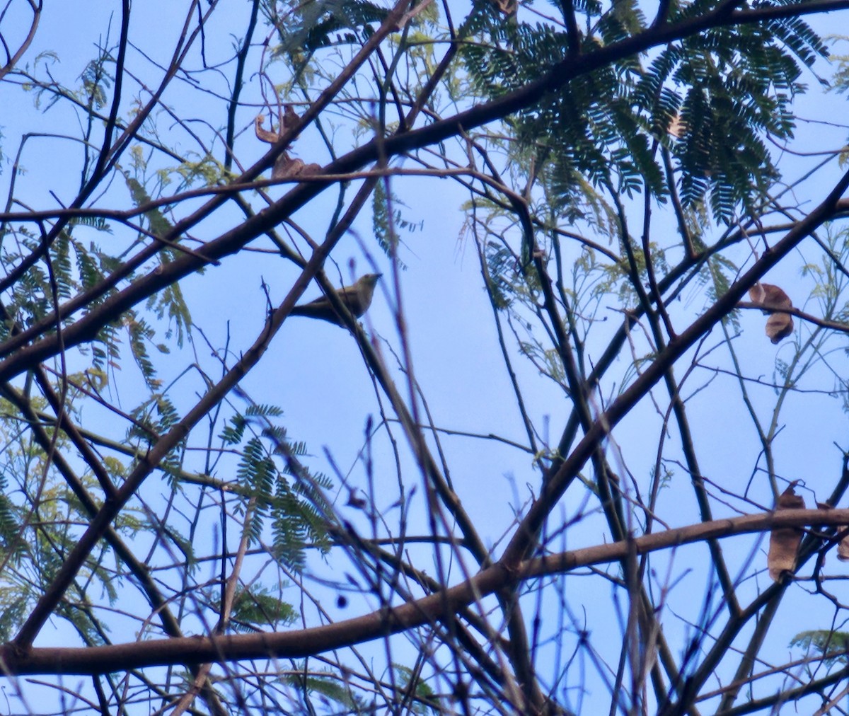 Palm Tanager - Kevin Cuevas Duran